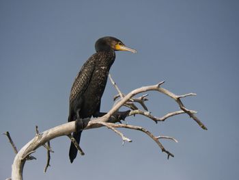 Close-up of bird against clear sky