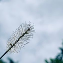 Low angle view of plant against sky