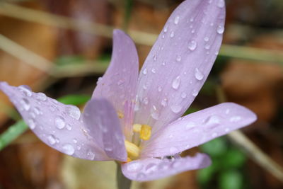 Close-up of wet purple flower
