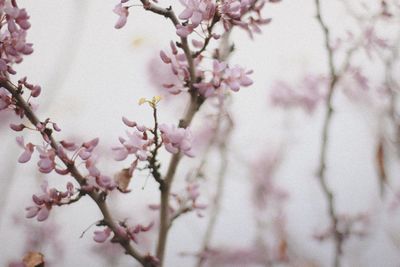 Close-up of pink cherry blossoms in spring