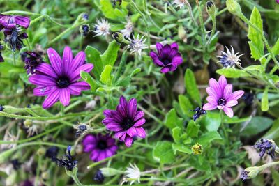 Close-up of purple flowers