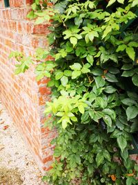 Close-up of ivy growing on wall