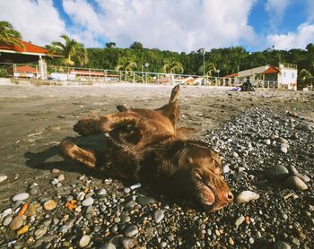 View of dog relaxing on land