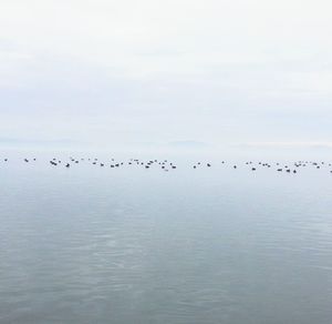 Birds flying over sea against sky