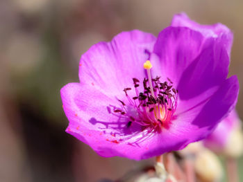 Close-up of pink flower