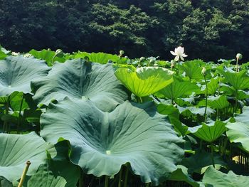 Lily pads and lotus growing on pond against trees