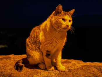 Curious cat in the dark.