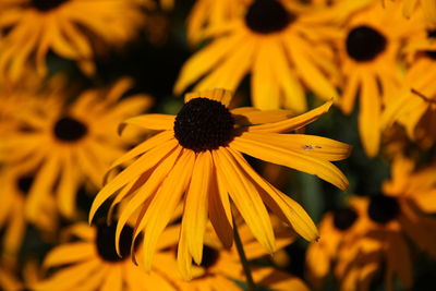 Close-up of yellow daisy flowers