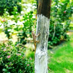 Close-up of lizard on tree trunk