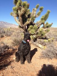 Dog on field against clear sky
