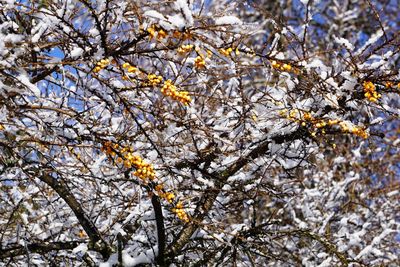 Low angle view of tree in snow