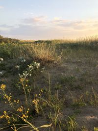 Scenic view of field against sky during sunset