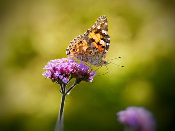 Close-up of butterfly pollinating on purple  flower with green bokeh background