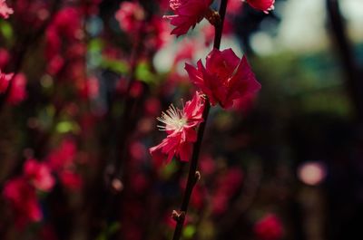 Close-up of pink flowers