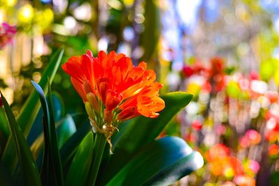 Close-up of red flowering plant