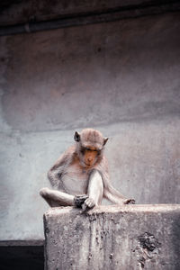 The monkey sits alone on a concrete bridge