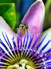 Close-up of insect on flower