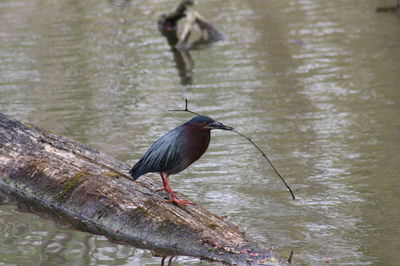 Bird perching on a lake