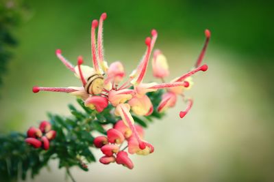 Close-up of red flowering plant