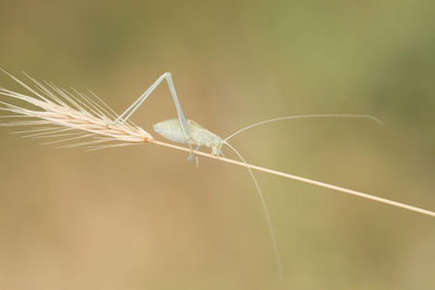 Close-up of grasshopper