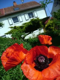 Close-up of orange rose flower against building