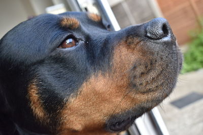 Close-up of dog looking away