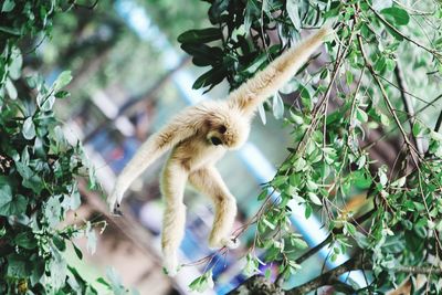 Low angle view of monkey on tree