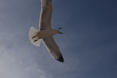 Low angle view of seagull flying