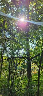 Low angle view of sunlight streaming through trees in forest