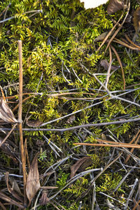 Plants growing on tree