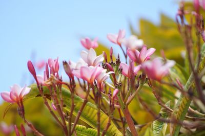 Close-up of pink flowers against sky