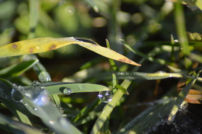 Close-up of wet insect on plant