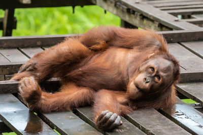 View of a dog resting