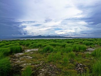 Scenic view of field against sky