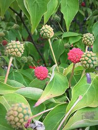 Close-up of pink flowers