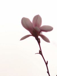 Close-up of flower blooming outdoors