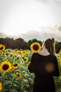 Rear view of woman standing on sunflower