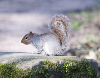 Close-up of squirrel on field