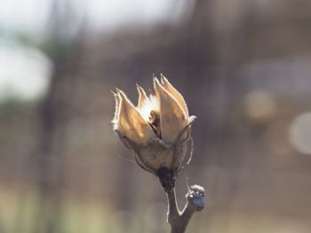 Close-up of flower against blurred background