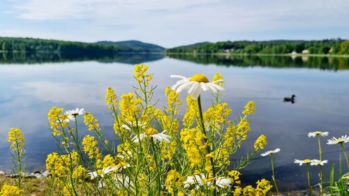 Yellow flowering plants by lake against sky