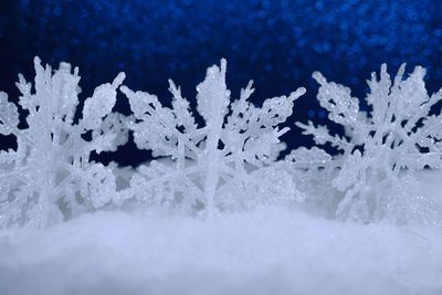 Close-up of snow on plant