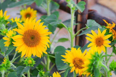 Close-up of yellow flowering plants