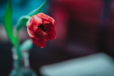 Close-up of red flower blooming outdoors