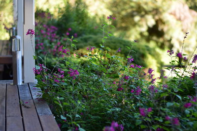 Flowers growing outdoors