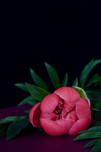 Close-up of pink flowering plant over black background