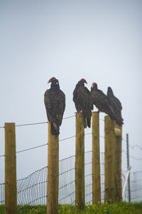Low angle view of birds perching on wooden post against sky