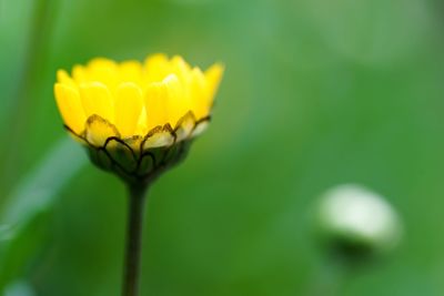 Close-up of yellow flower