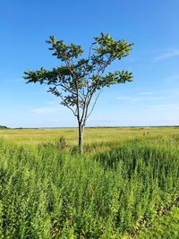 Tree on field against sky