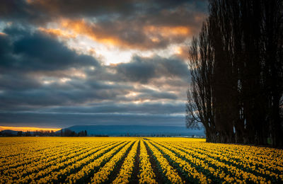 Scenic view of field against sky