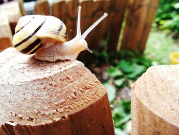 Close-up of snail